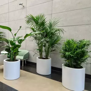 okrągłe duże białe donice do recepcji biurowca